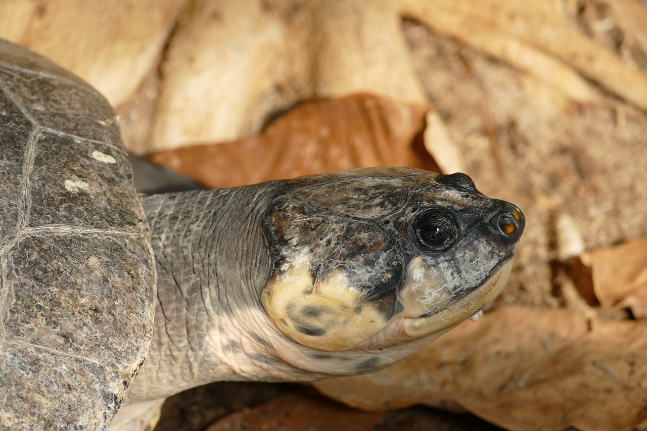 Image - turtle terekay turtle head panzer