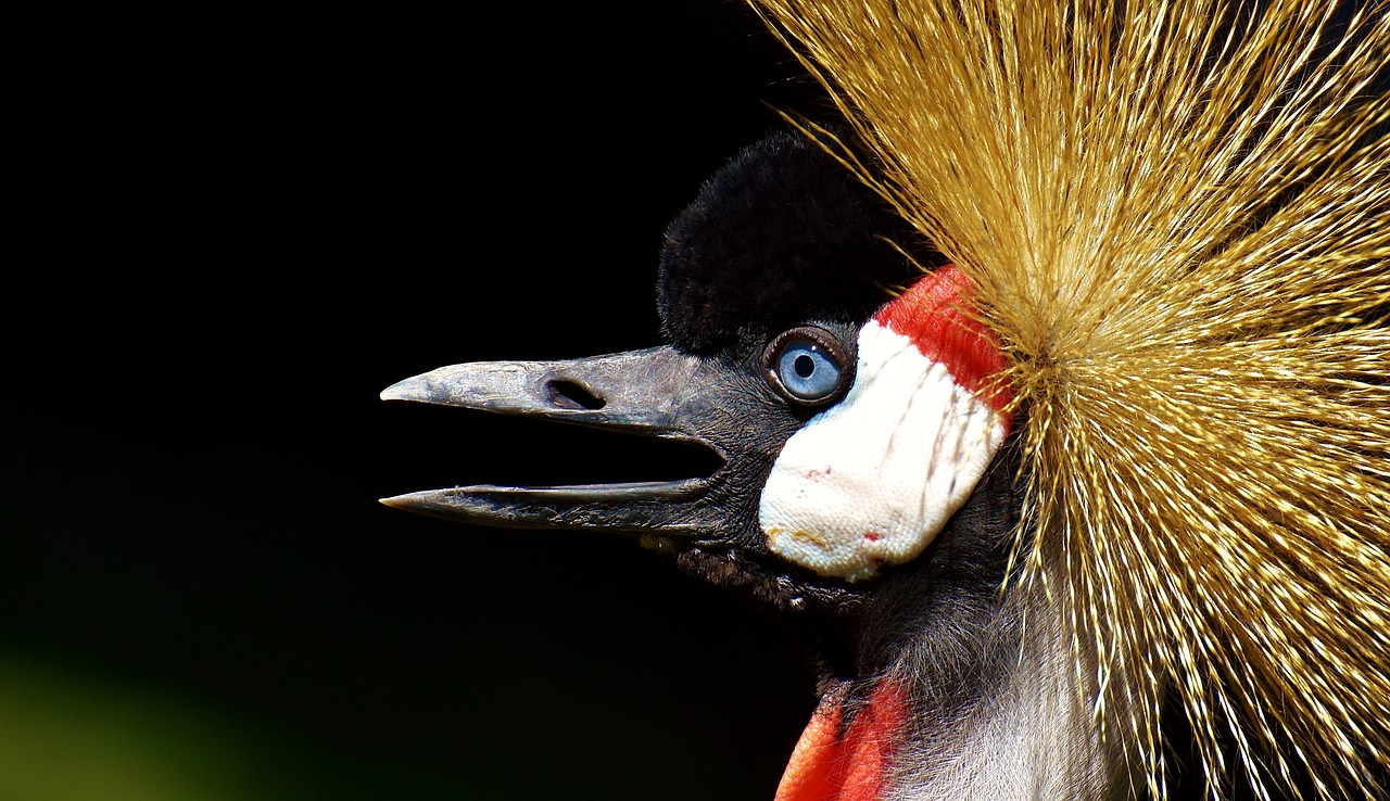 Image - grey crowned crane