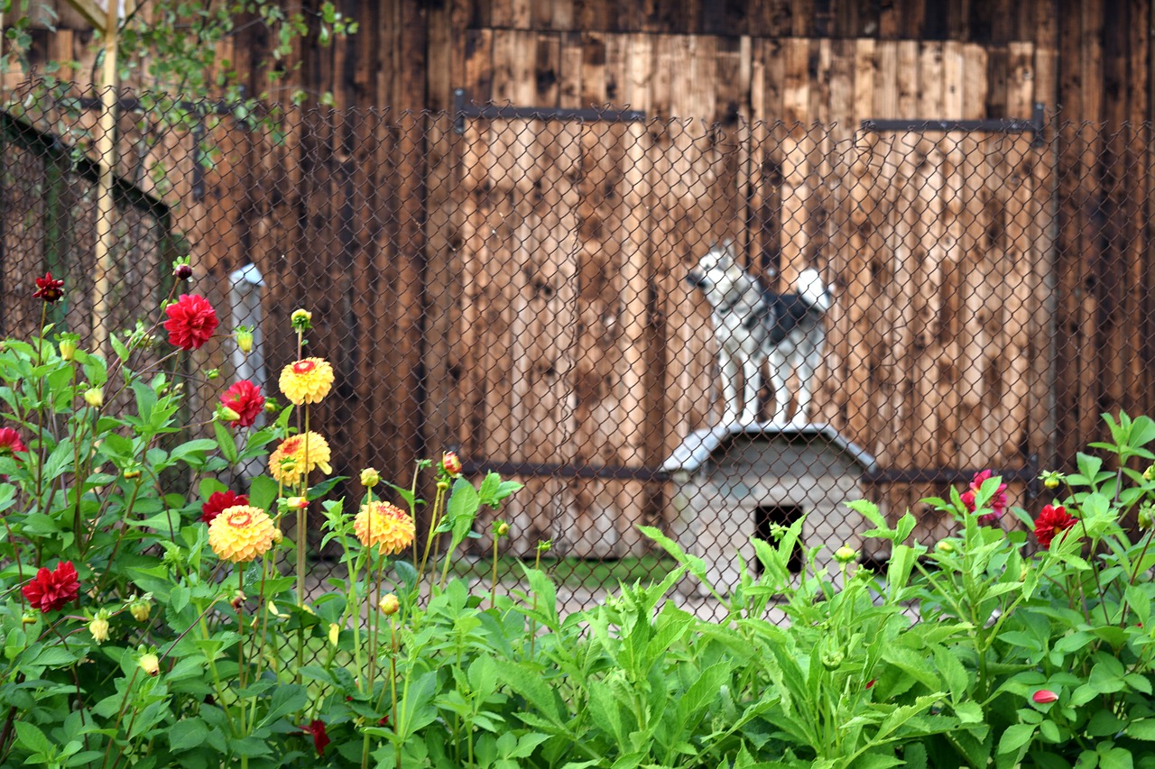 Image - dog kennel village rural fence