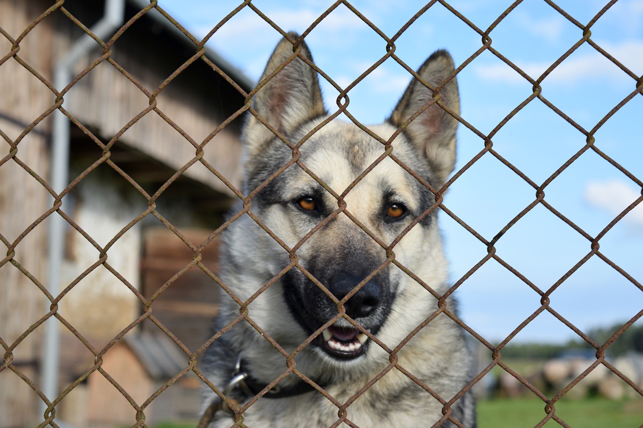 Image - dog chained kennel german shepherd