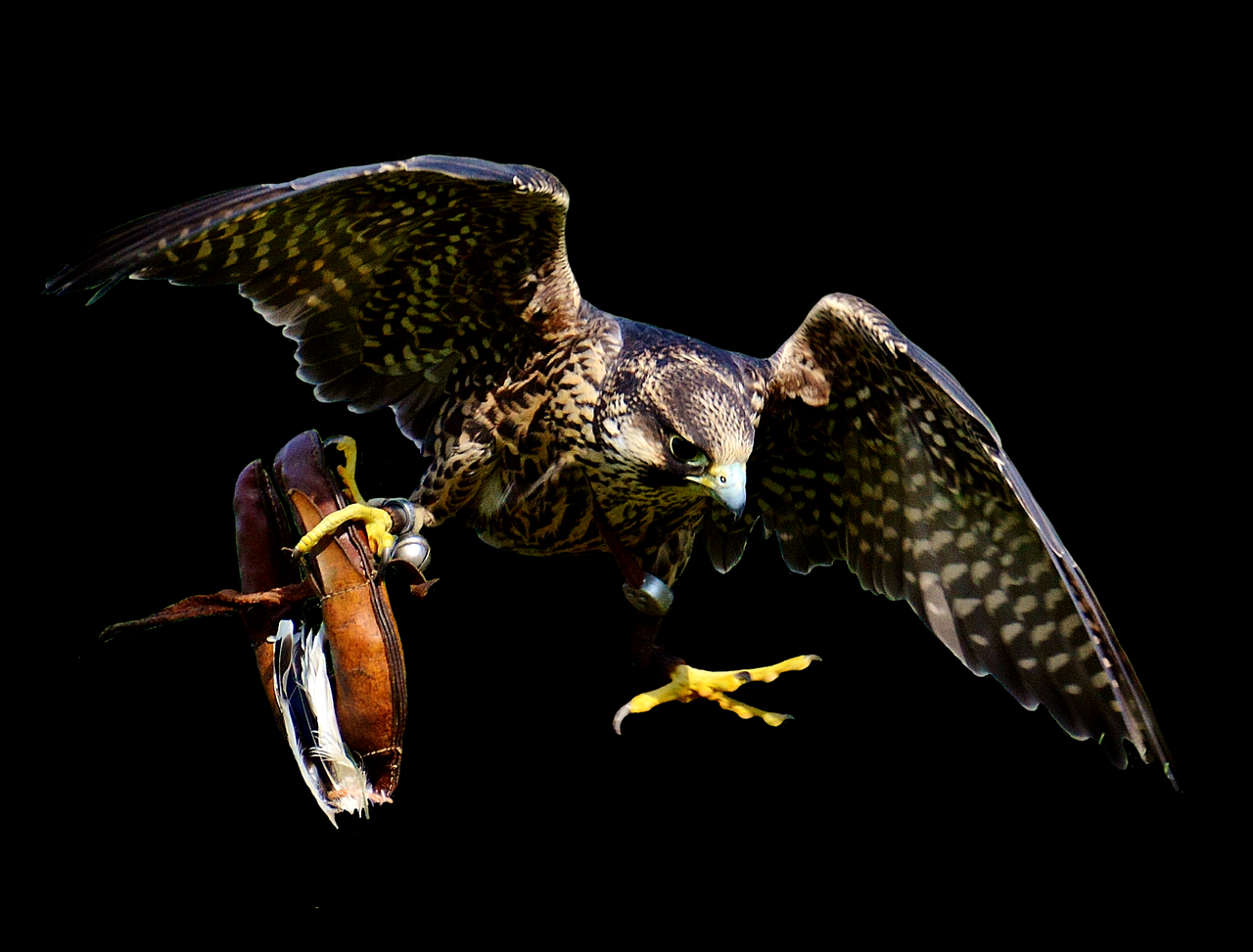 Image - falcon approach prey access raptor