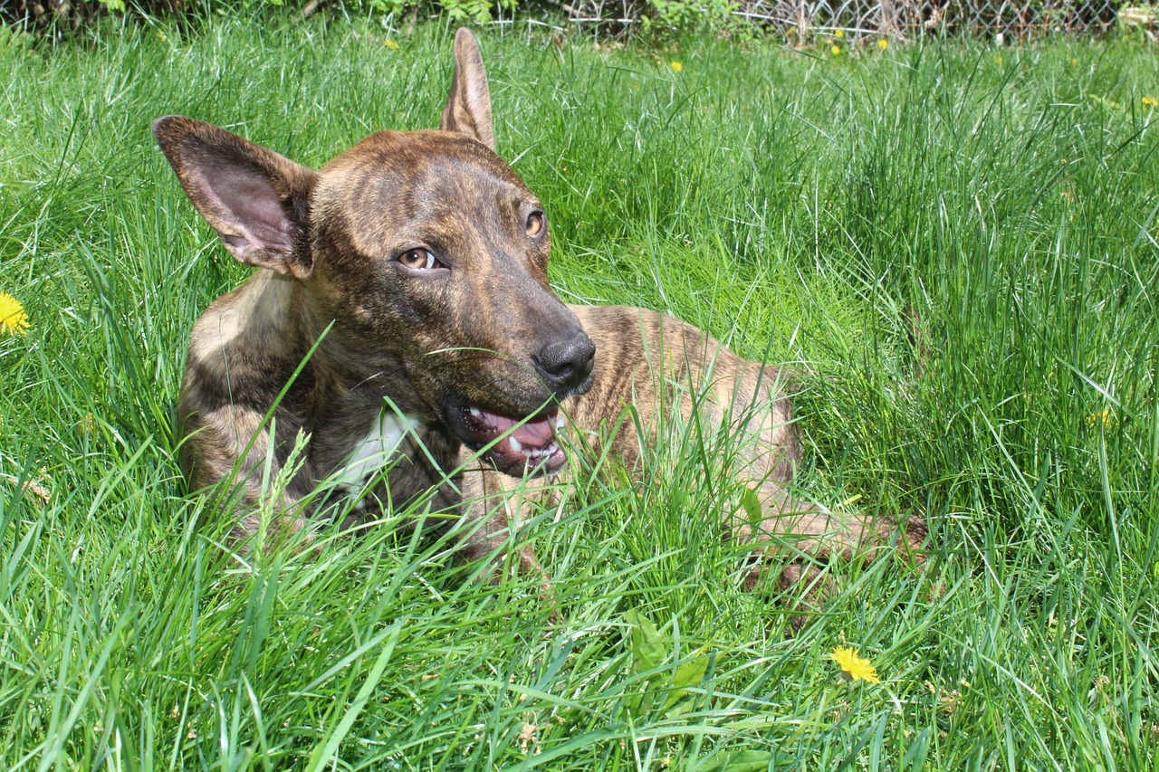 Image - smile rescue dog happy animal cute