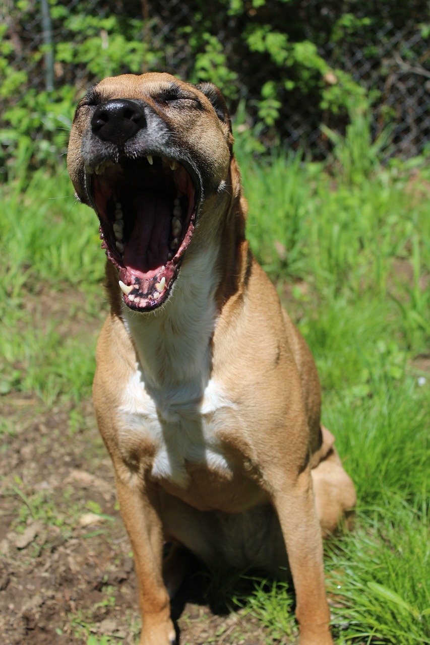 Image - dog rescue yawn pet animal