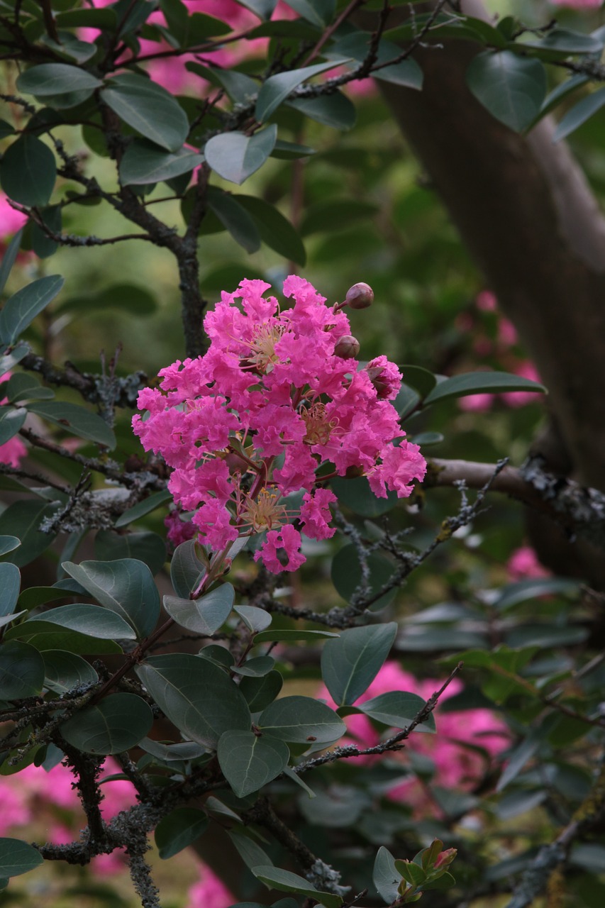 Image - branch single flower tree