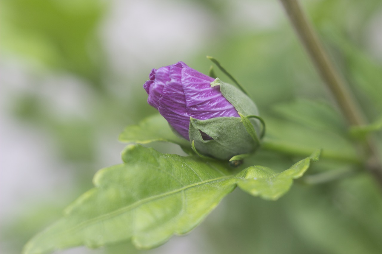 Image - flower branch ceren nature flowers