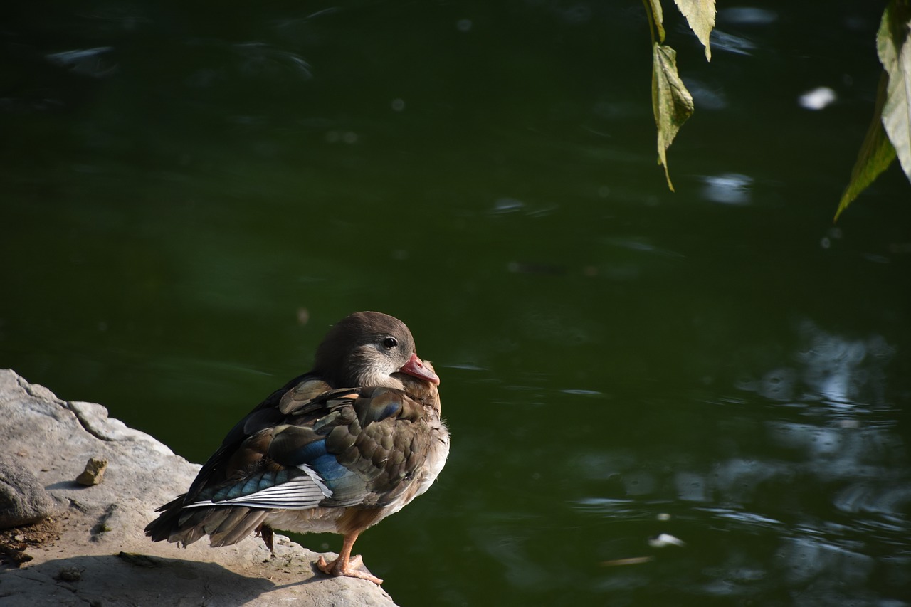 Image - birds brazilian teal still close up