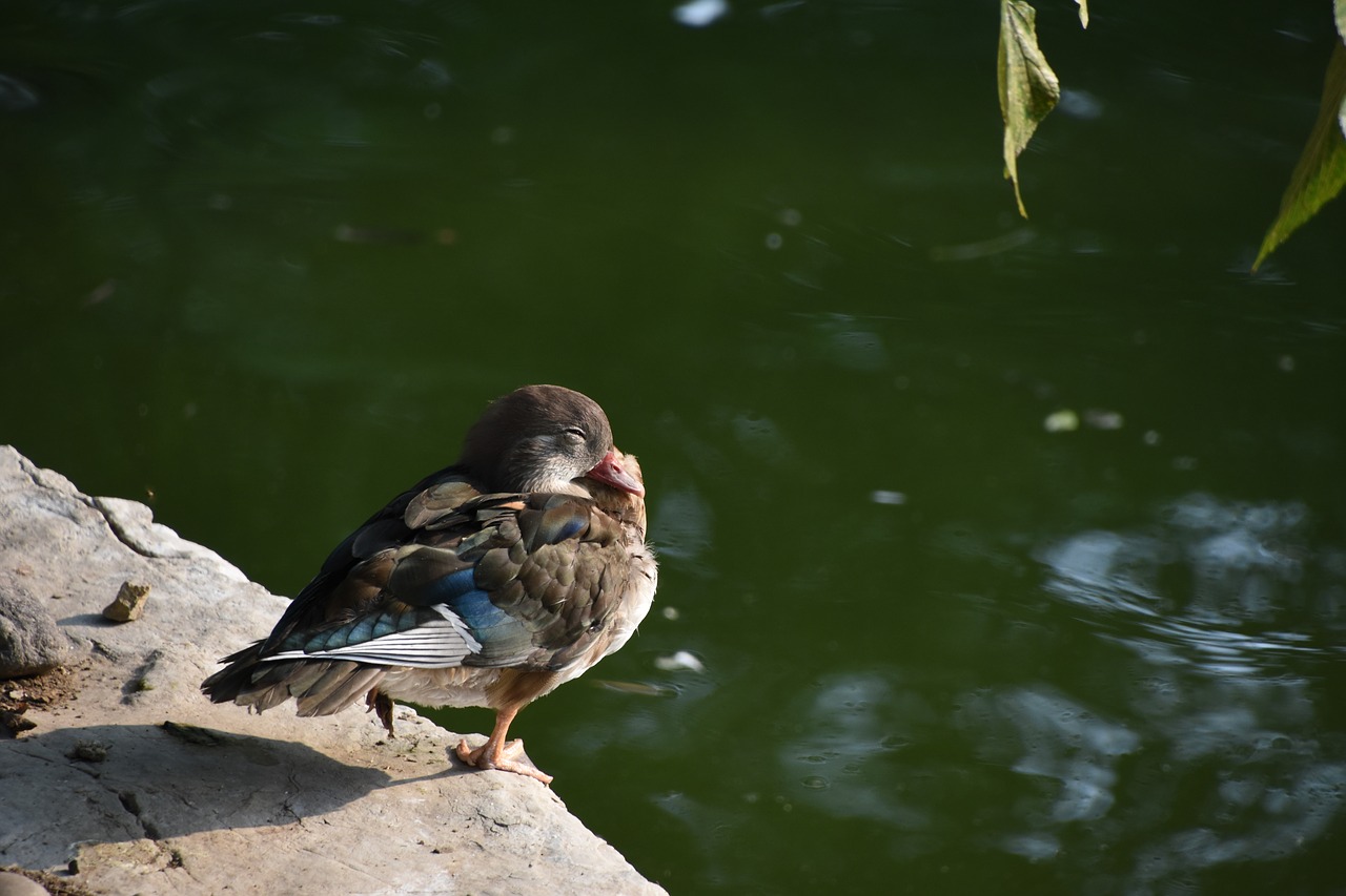 Image - birds brazilian teal close your eyes