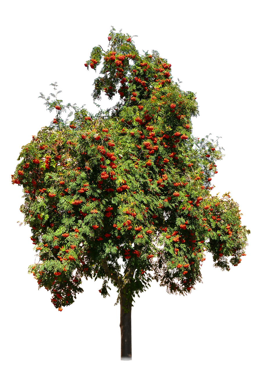 Image - nature tree rhus fruits seeds