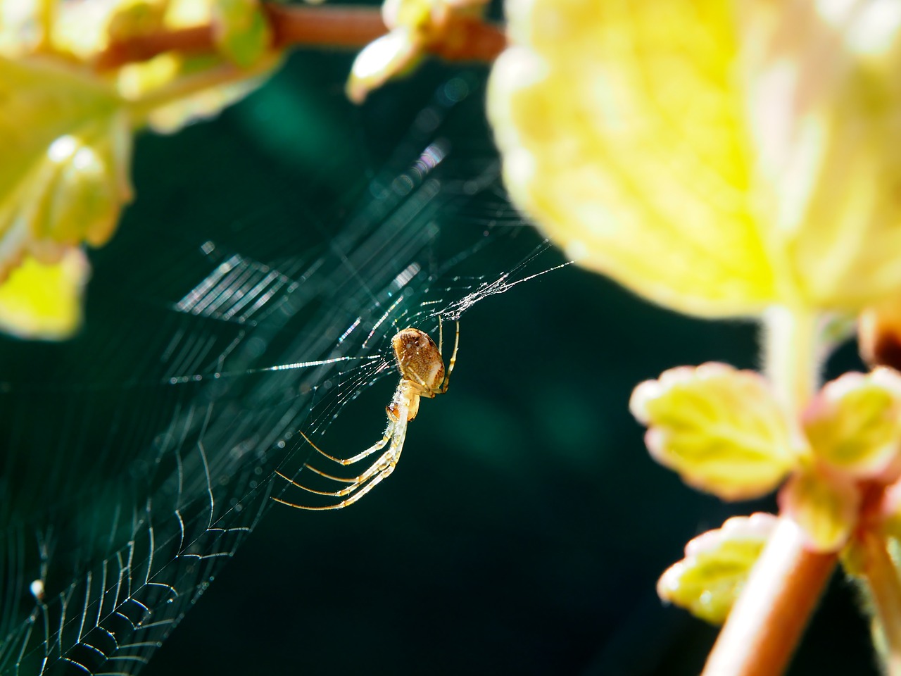 Image - spider cobweb garden close nature