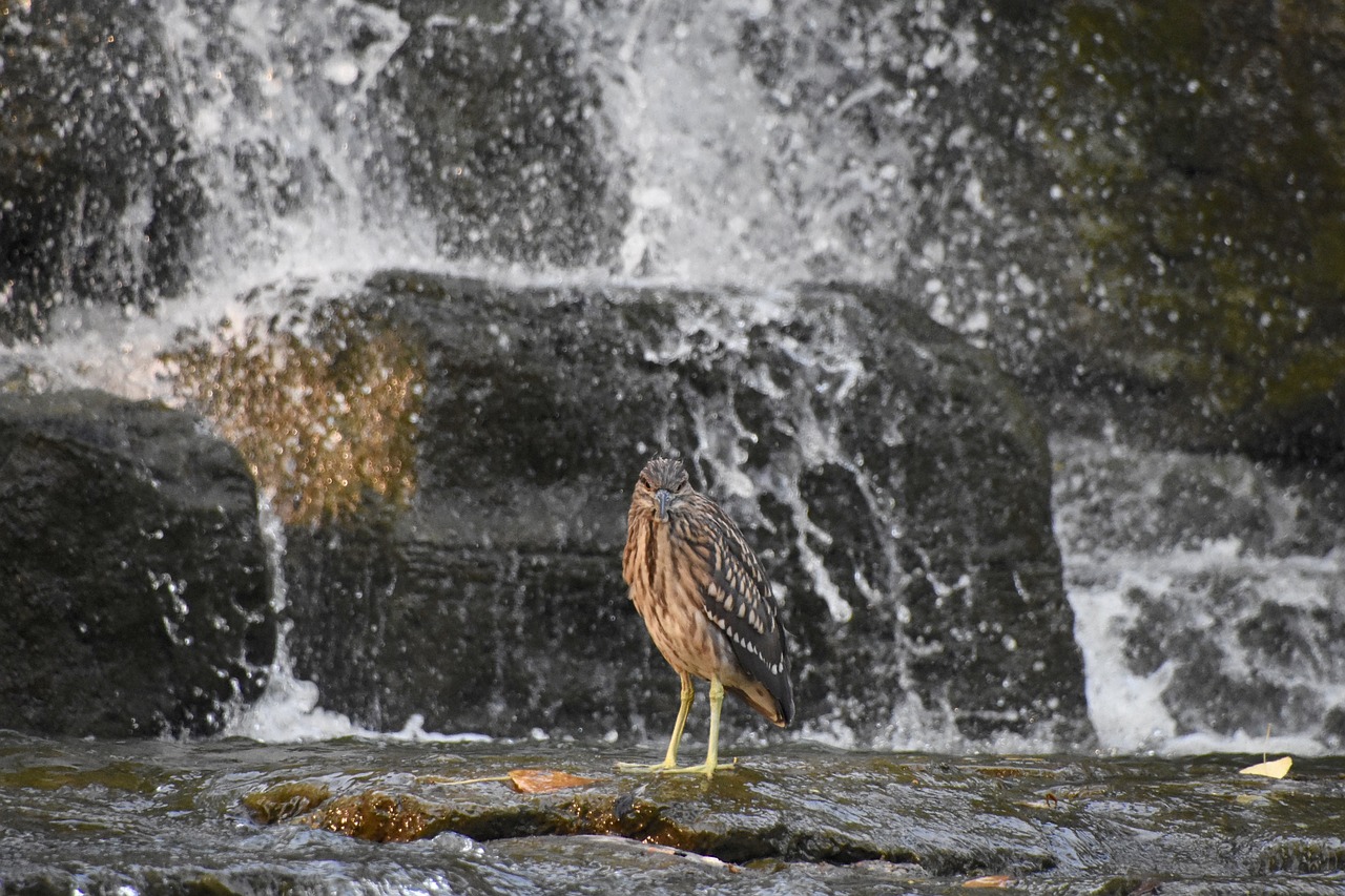 Image - grey heron birds falls