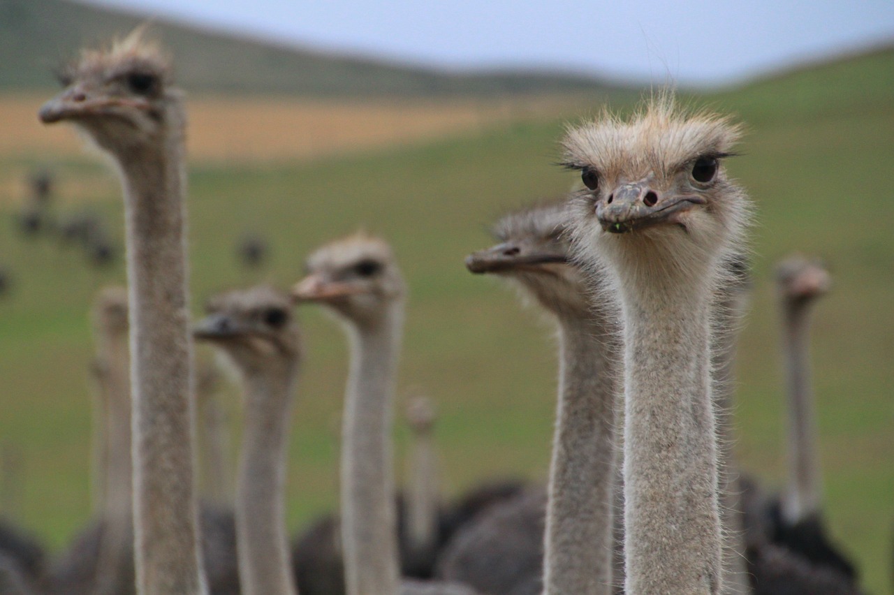 Image - bouquet bird flightless bird head