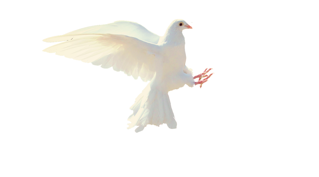 Image - dove white isolated flight bird