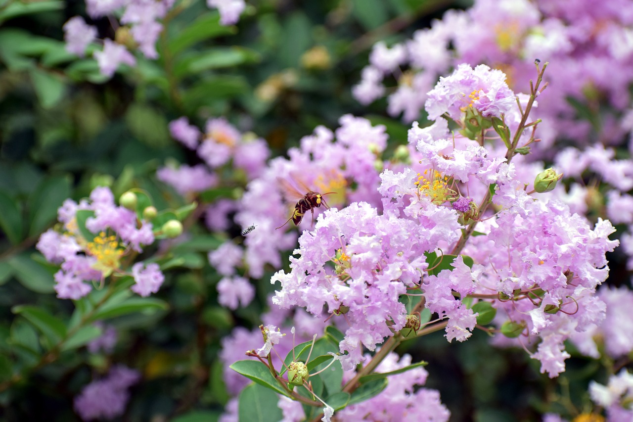 Image - honey bee purple white small flowers
