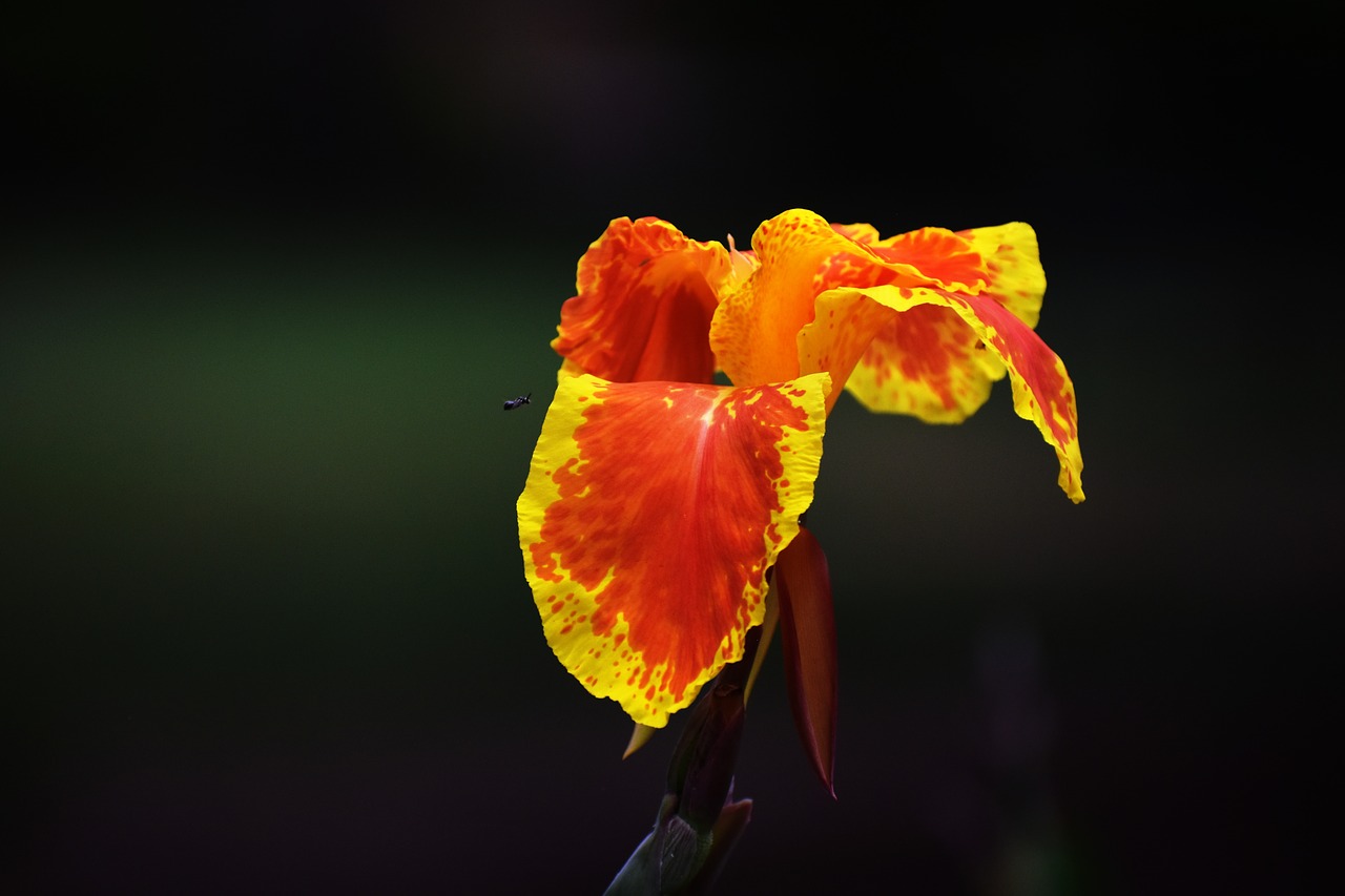 Image - canna lily yellow orange flower