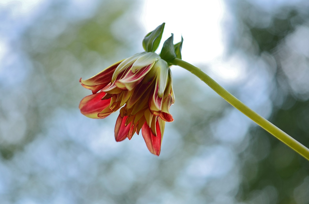 Image - flower natur spring floral summer