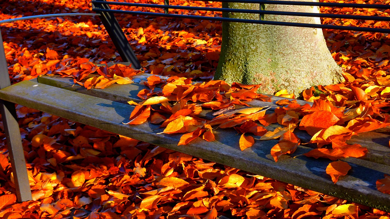 Image - autumn autumn forest autumn walk