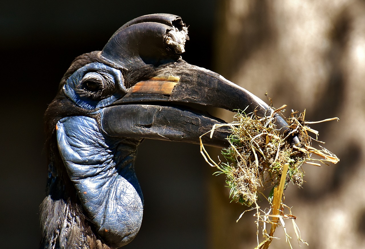 Image - ground hornbill bird feather