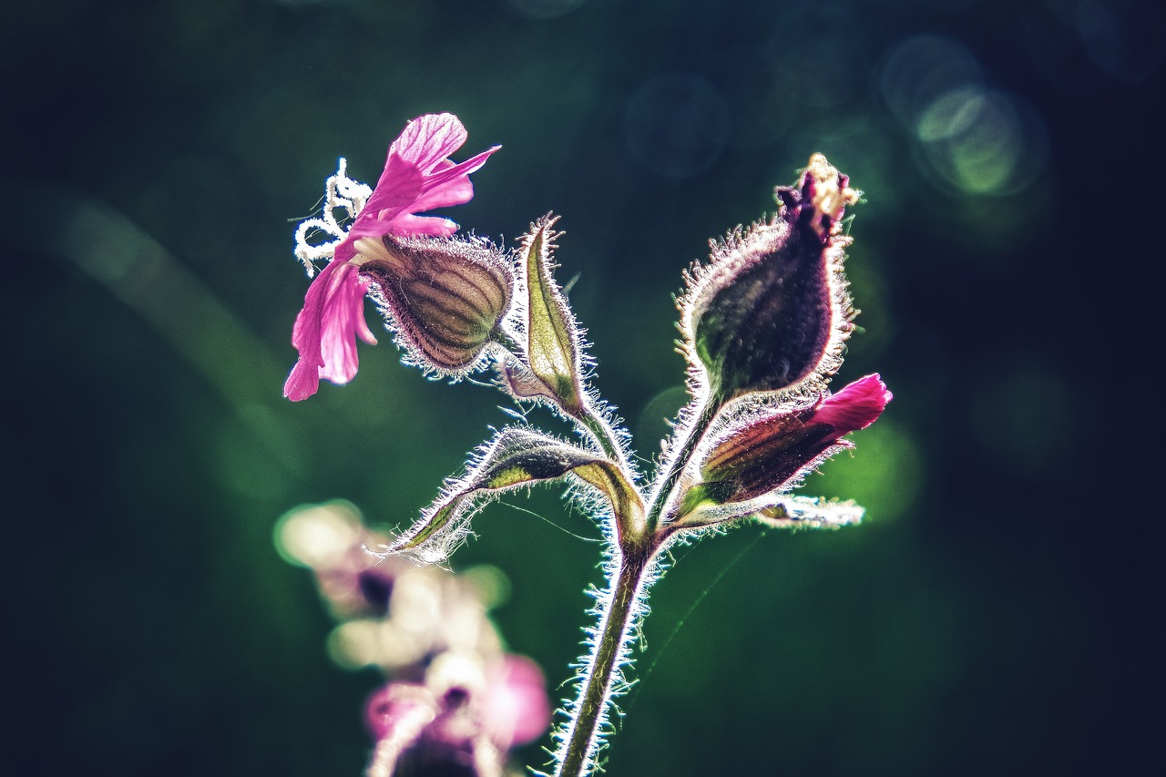 Image - flower macro flower macro