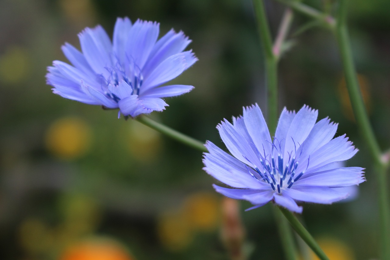 Image - purple flowers cichorium flower