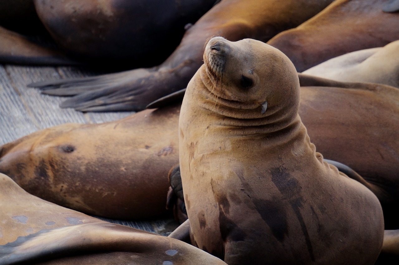 Image - sea lion meeresbewohner