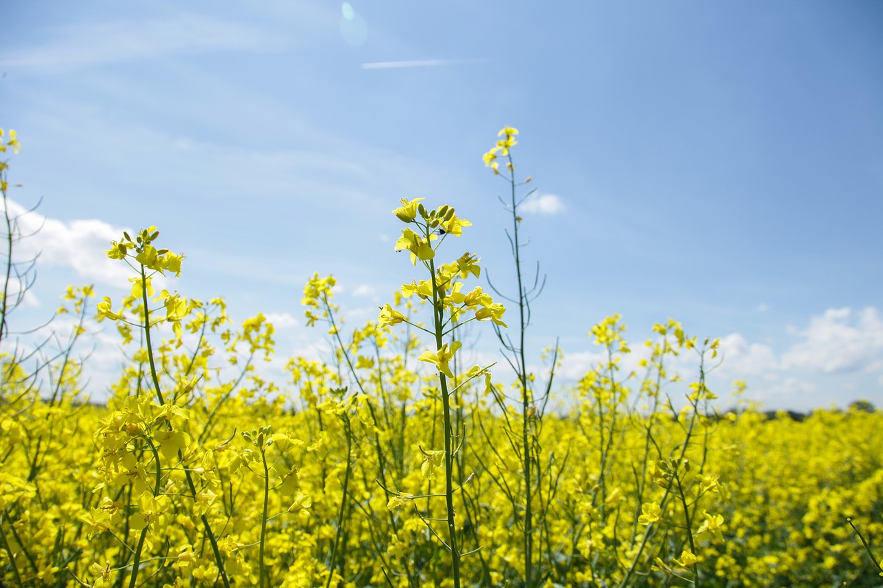 Image - field of rapeseeds oilseed rape