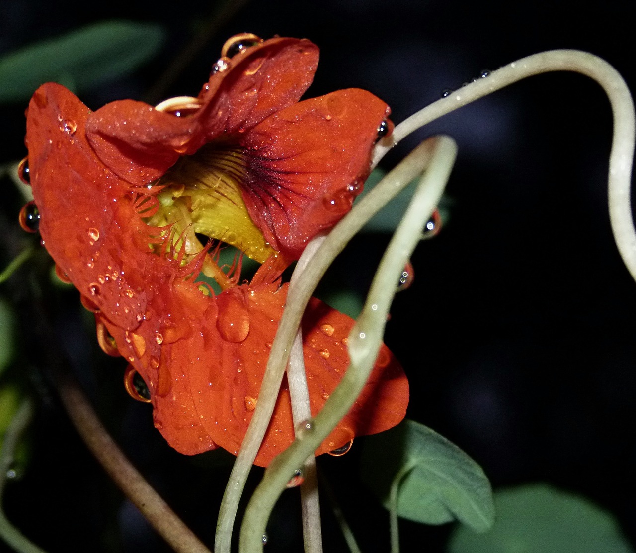 Image - nasturtium rain wet water drop