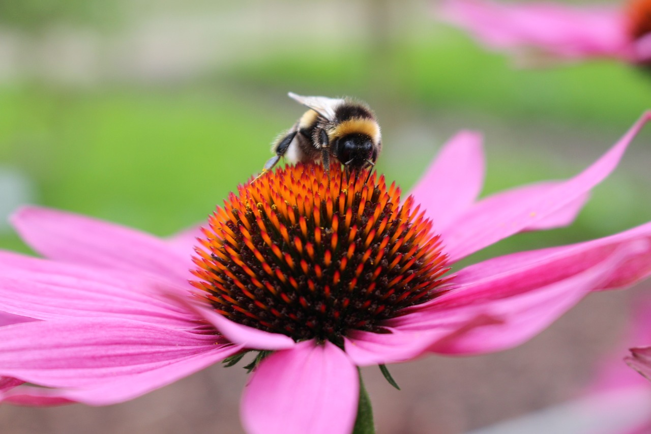 Image - flower hummel pink summer animal