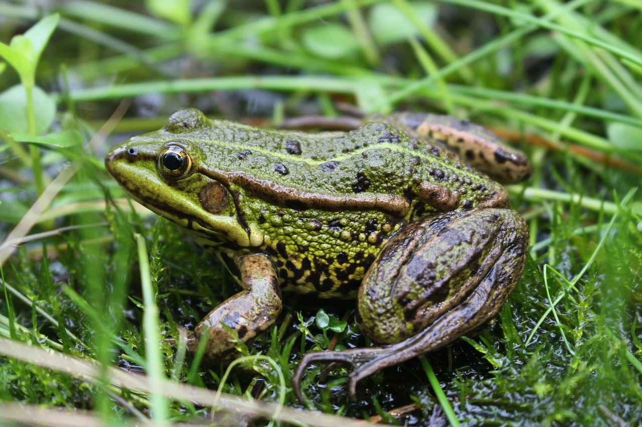 Image - frog animal grass