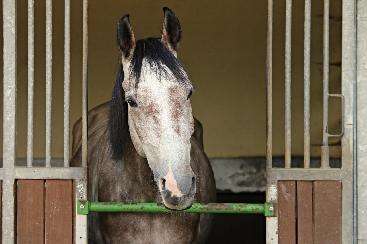 Image - horse horse head horsebox for sale