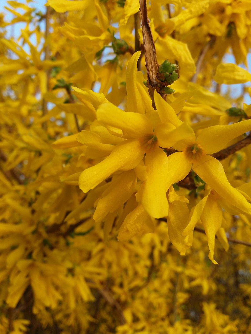 Image - yellow kvіtka spring ctn landscape