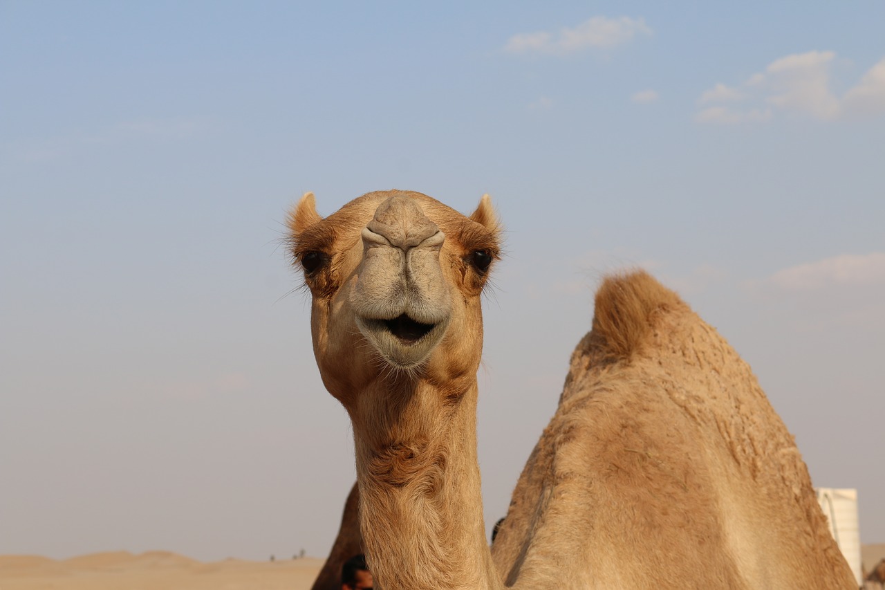 Image - camel desert sand dubai dune sky