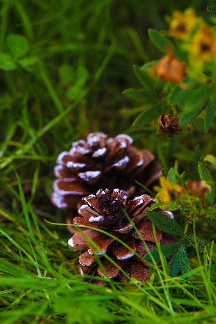 Image - pinecone grass plant autumn fall