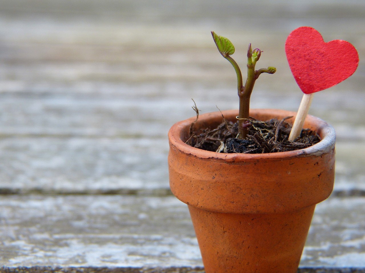 Image - flowerpot engine heart earth grow