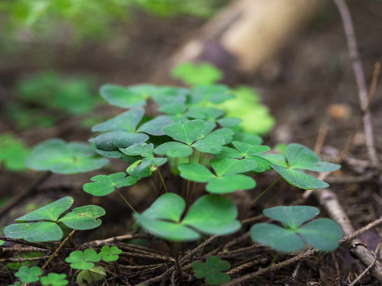 Image - clover trefoil trifolium plant