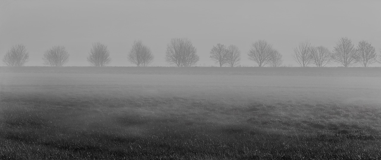 Image - fog trees meadow black and white