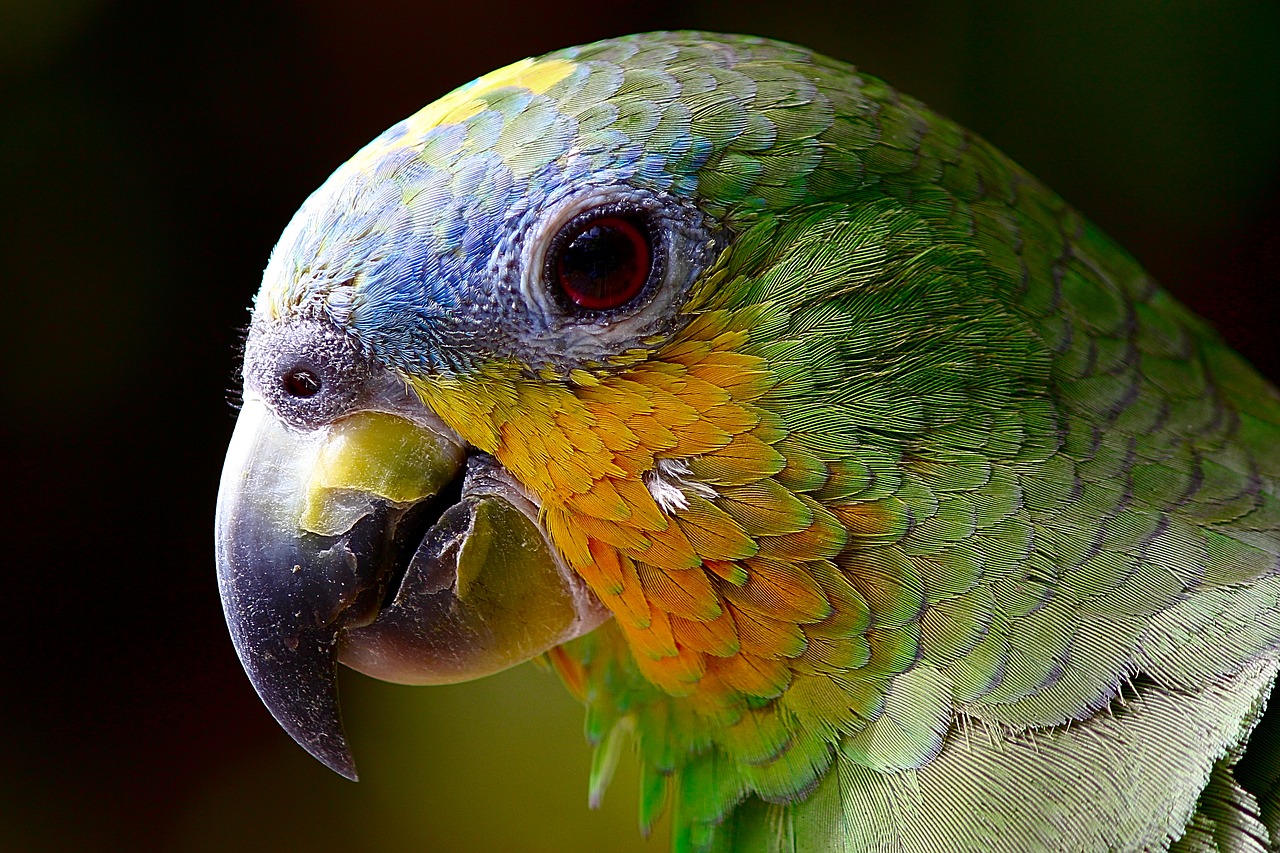 Image - parrot amazon animals bird green