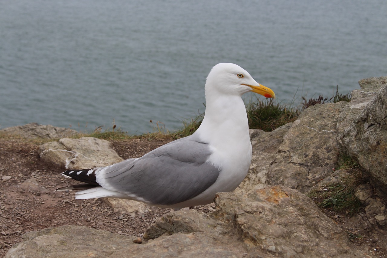 Image - seagull bird ireland