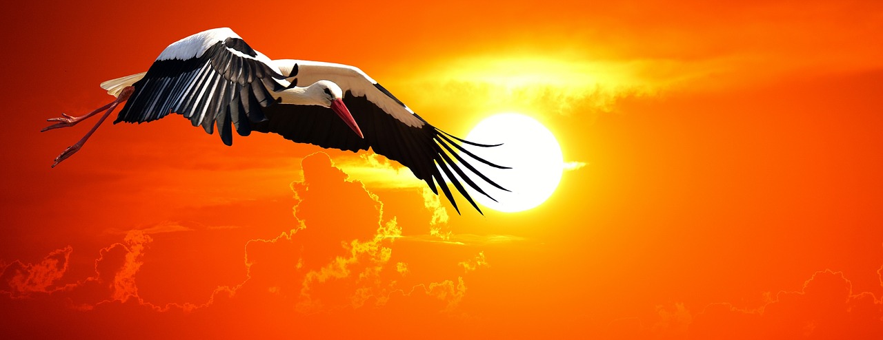 Image - stork fly sunset elegant feather