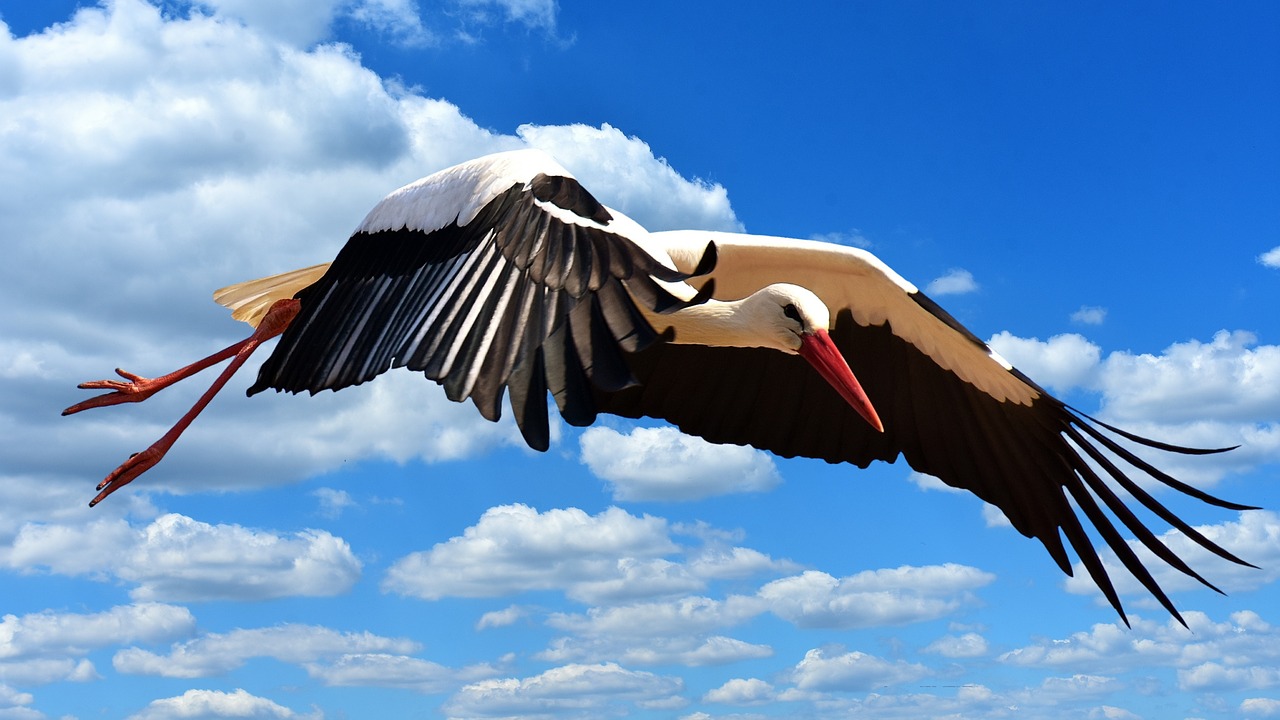 Image - stork fly landing elegant feather