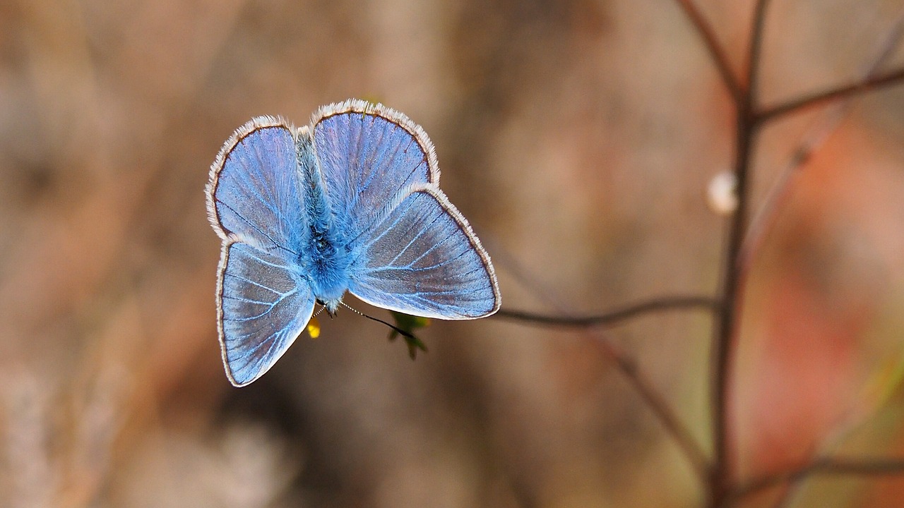 Image - nature insects butterfly blue