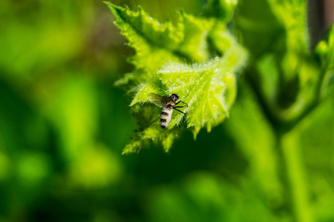 Image - insect close nature unknown insect