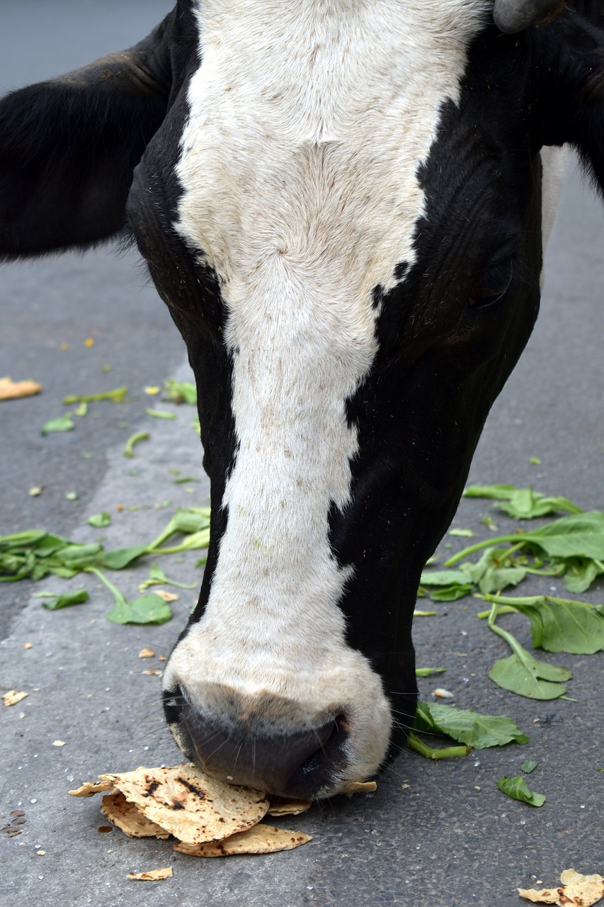 Image - indian cow domestic animal cattle