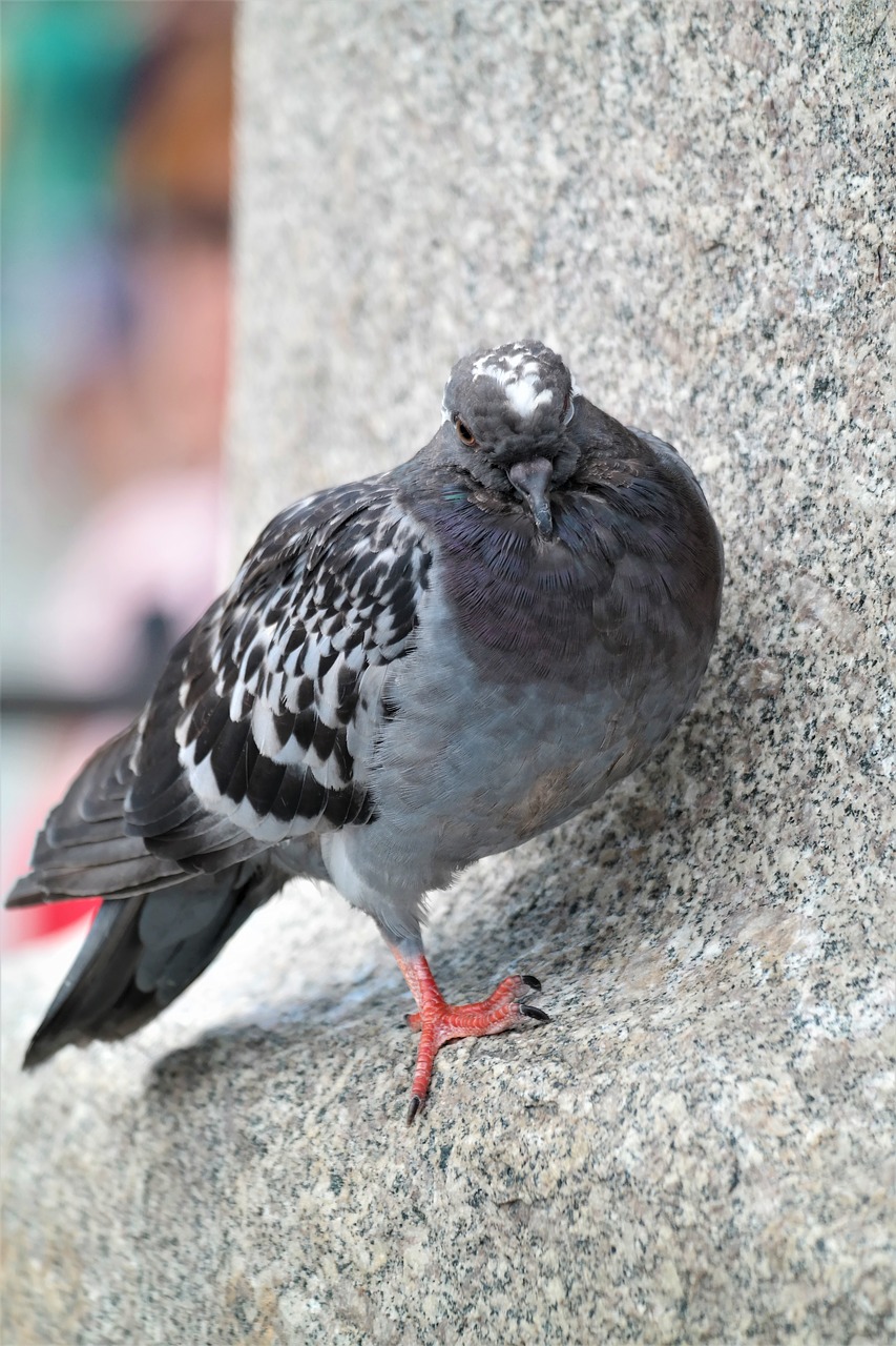 Image - dove bird animal sleep nature