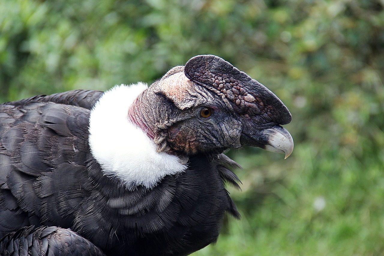 Image - condor ecuador ave bird