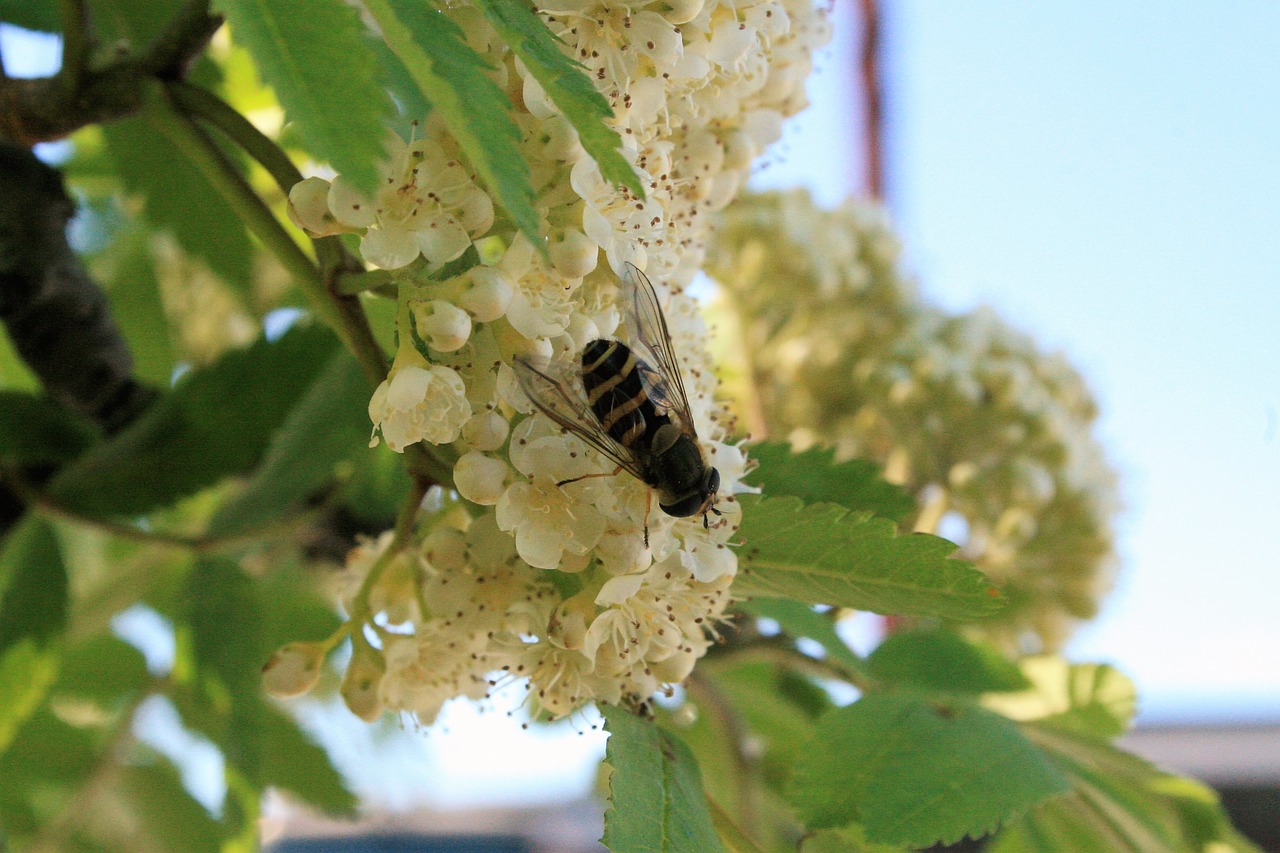 Image - insect tree flower fly summer