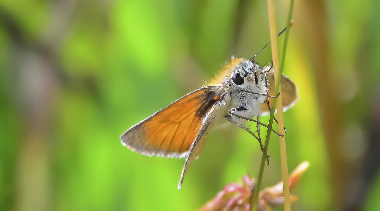 Image - butterfly lepidoptera small skipper