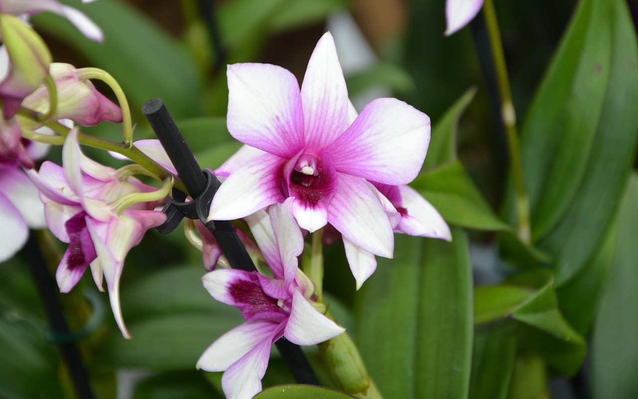 Image - flower flowers pink parma garden