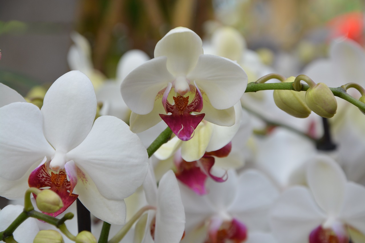 Image - flower flowers white orchids