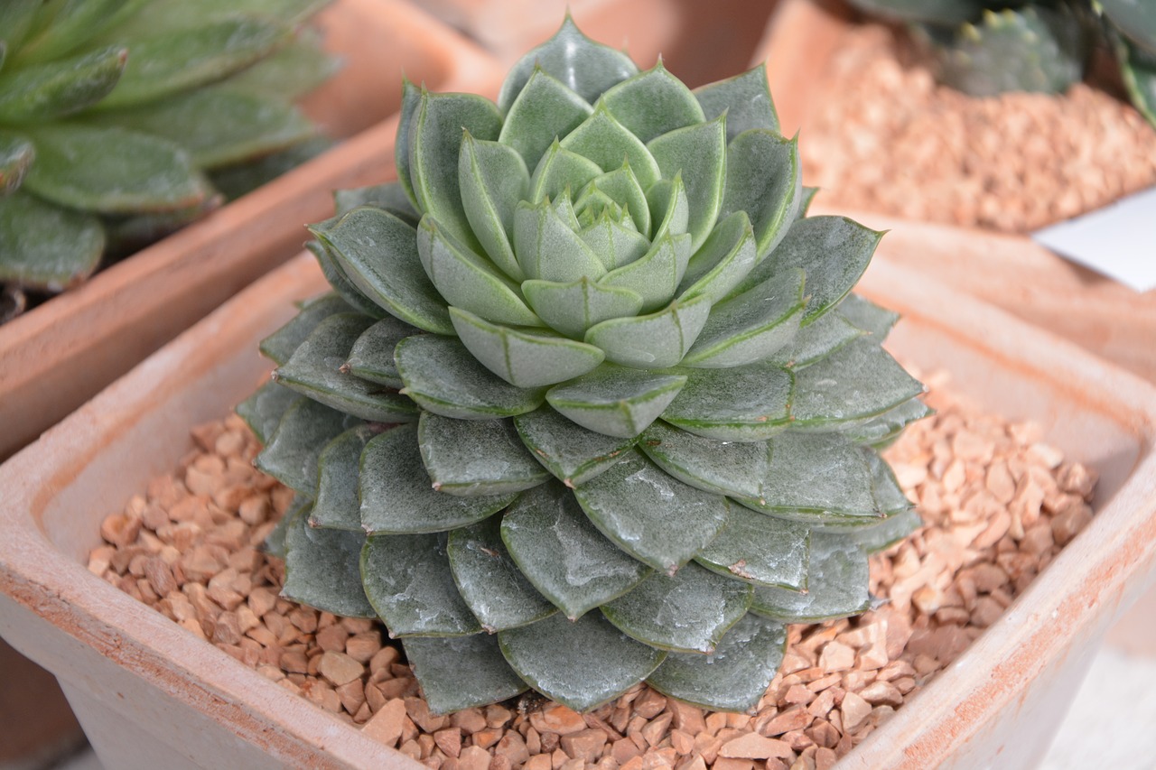 Image - cactus color green decorative plant