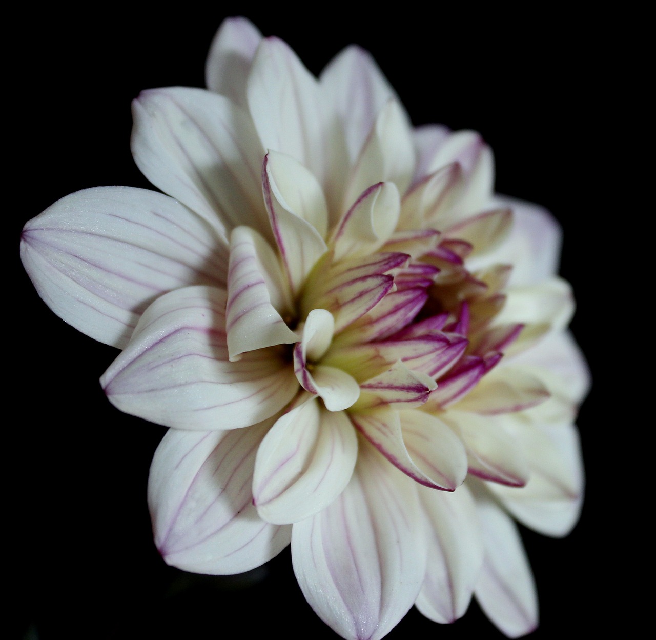 Image - dahlia white dahlia flower